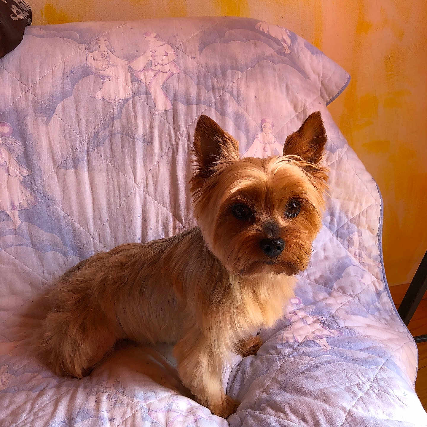 Choupette a rejoint le concours — aidez-le/la à gagner de superbes lots ! dog, small_dog, pet, indoor, quilt, patterned_quilt, orange_wall, furniture, ears, fur, brown_fur, sitting, animal, cute, companion, domestic_animal, portrait, cozy, home, looking