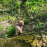 Choupette participe au concours pour gagner de l'argent avec cette photo : dog, forest, moss, greenery, sunlight, nature, outdoor, plant, tree, bark, grass, leaf, woodland, animal, pet, curious, small_dog, canine, daylight, scenic
