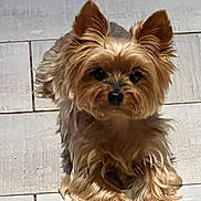Choupette participe au concours pour gagner de l'argent avec cette photo : dog, yorkshire_terrier, pet, animal, fur, ears, brown, black, floor, tile, indoor, cute, small, canine, portrait, laying, looking, adorable, whiskers, companion