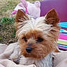 dog, small_dog, yorkshire_terrier, blanket, outdoor, grass, toy, stuffed_animal, chair, colorful, pet, fur, ears, cute, relaxed, animal, companion, nature, soft, leisure