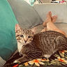 Pickle joined the competition — help win amazing prizes! cat, kitten, tabby, pet, animal, couch, sofa, blanket, floral, tropical, pillow, living_room, indoor, home, lamp, houseplant, feet, relaxed, portrait, whiskers