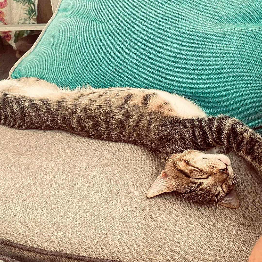 Pickle is registered to the contest to win money with this photo: cat, tabby_cat, pet, sleeping, relaxed, stretched_out, couch, sofa, cushion, indoor, home, furniture, striped_fur, brown_and_white, turquoise, cozy, resting, animal, whiskers, funny_pose