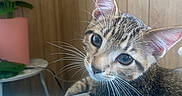 Pickle joined the competition — help win amazing prizes! cat, kitten, tabby, animal, pet, feline, close_up, portrait, whiskers, ears, blue_eyes, fur, striped_fur, sitting, lounging, cushion, blue_background, houseplant, indoor, wood_paneling