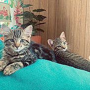 Pickle joined the competition — help win amazing prizes! cat, cats, tabby, kitten, pet, animal, feline, two_cats, cushion, sofa, living_room, indoor, portrait, relaxed, sitting, lying_down, striped_fur, whiskers, plants, home_decor
