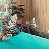 cat, cats, tabby, kitten, pet, animal, feline, two_cats, cushion, sofa, living_room, indoor, portrait, relaxed, sitting, lying_down, striped_fur, whiskers, plants, home_decor