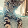 Pickle is registered to the contest to win money with this photo: cat, kitten, tabby, pet, animal, feline, blue_eyes, whiskers, ears, paws, striped_fur, portrait, close_up, sitting, couch, indoor, home, window, natural_light, cute