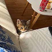 Simba participe au concours pour gagner de l'argent avec cette photo : brown_tabby, cat, claw, couch, cozy, curious, cute, domestic, furniture, home, indoor, kitten, peek, pet, small_animal, snack, soda_can, soft_light, table, wooden_floor