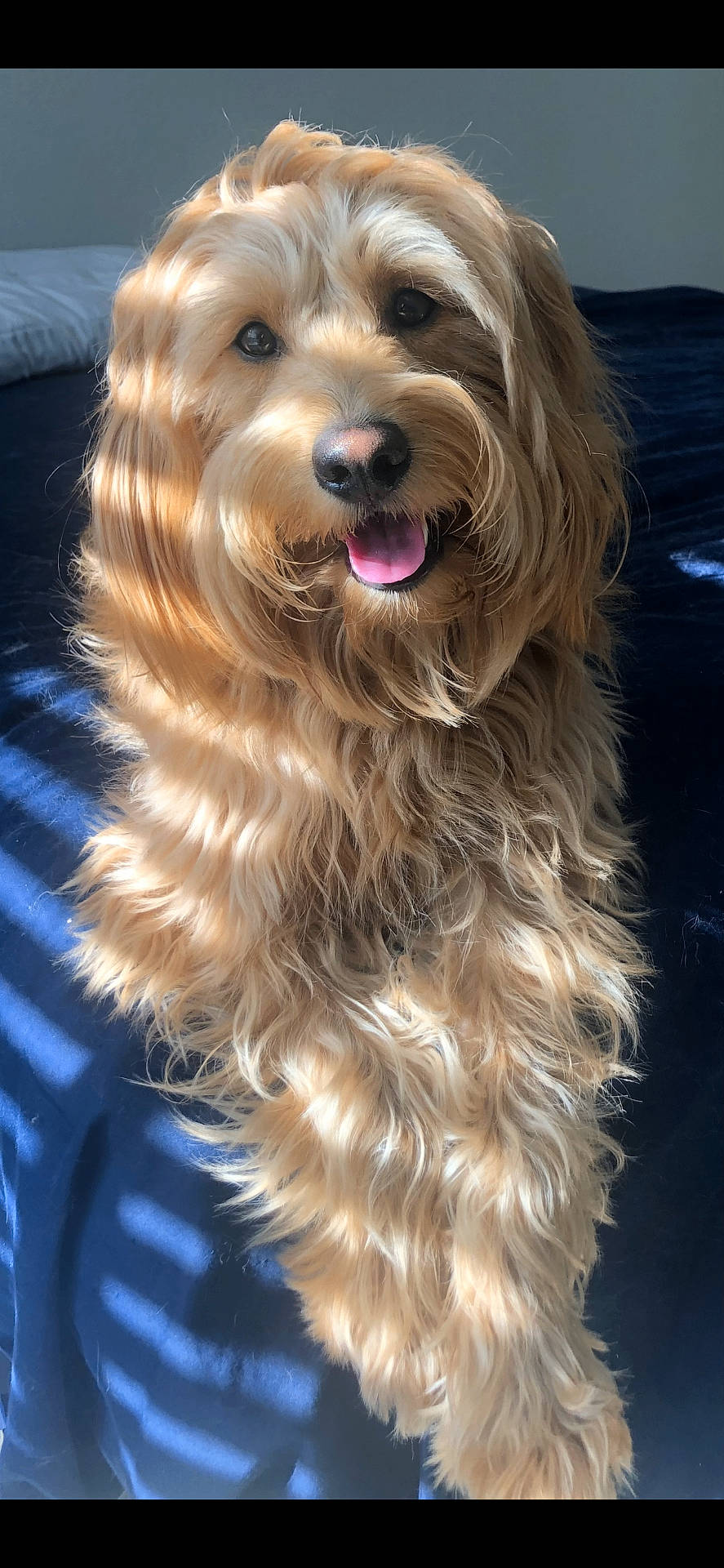 Bentley