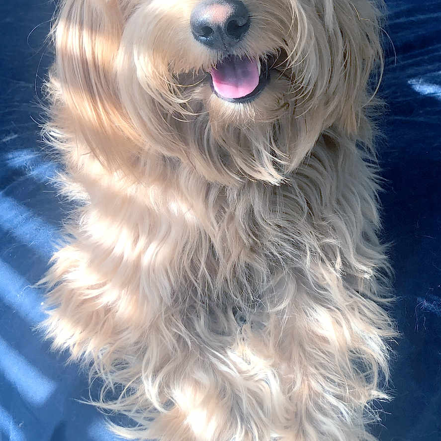 Bentley