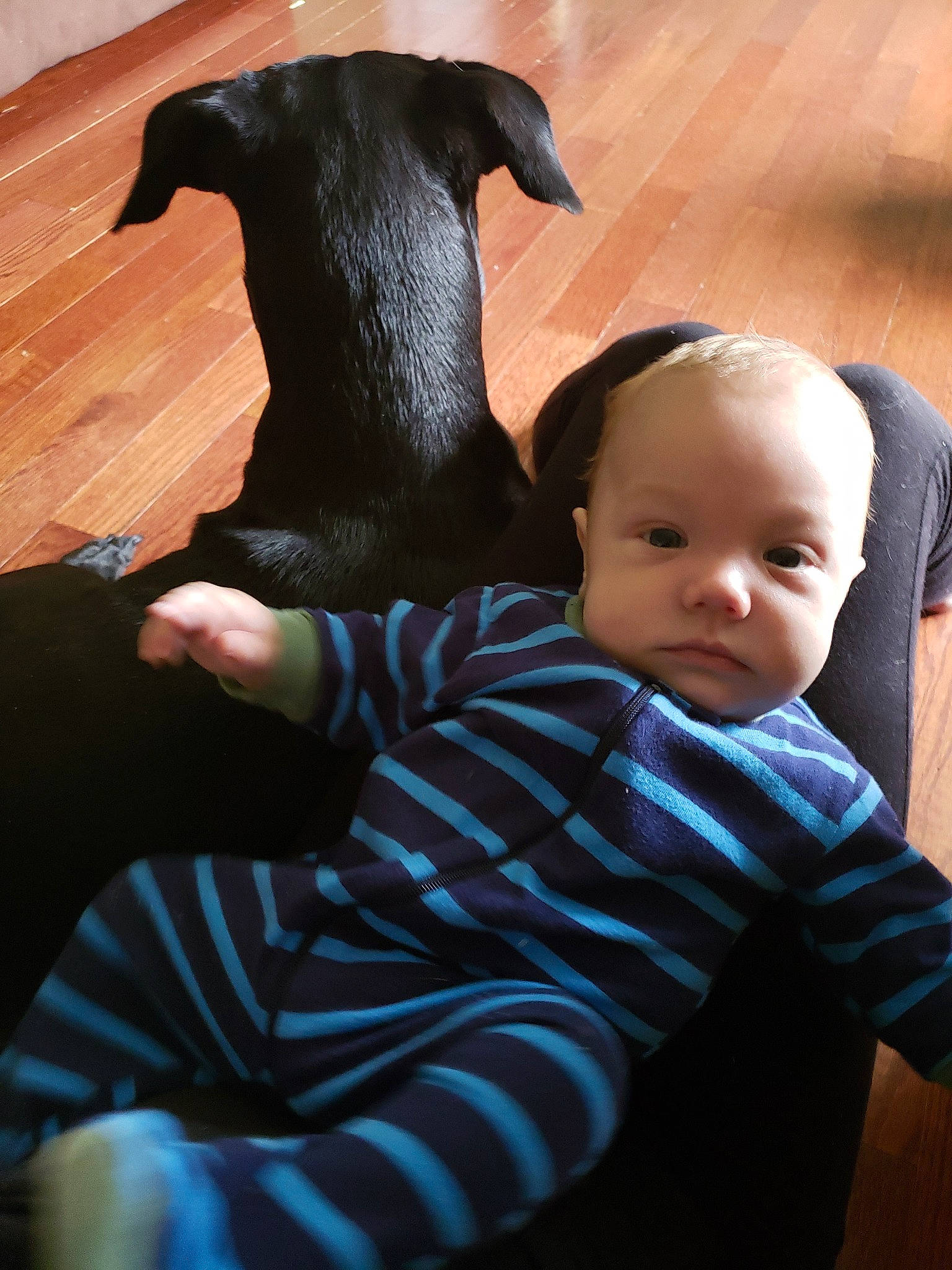 Kason is registered to the contest to win money with this photo: canidae, carnivore, child, companion_dog, dog, dog_breed, fawn, person, sporting_group, toddler