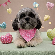 Daisy is registered to the contest to win money with this photo: adorable, animal, balloon, bandana, close_up, cute, decor, dog, fluffy, green_blanket, heart, indoor, pet, pink, polka_dot, portrait, puppy, relaxed, small_dog, soft