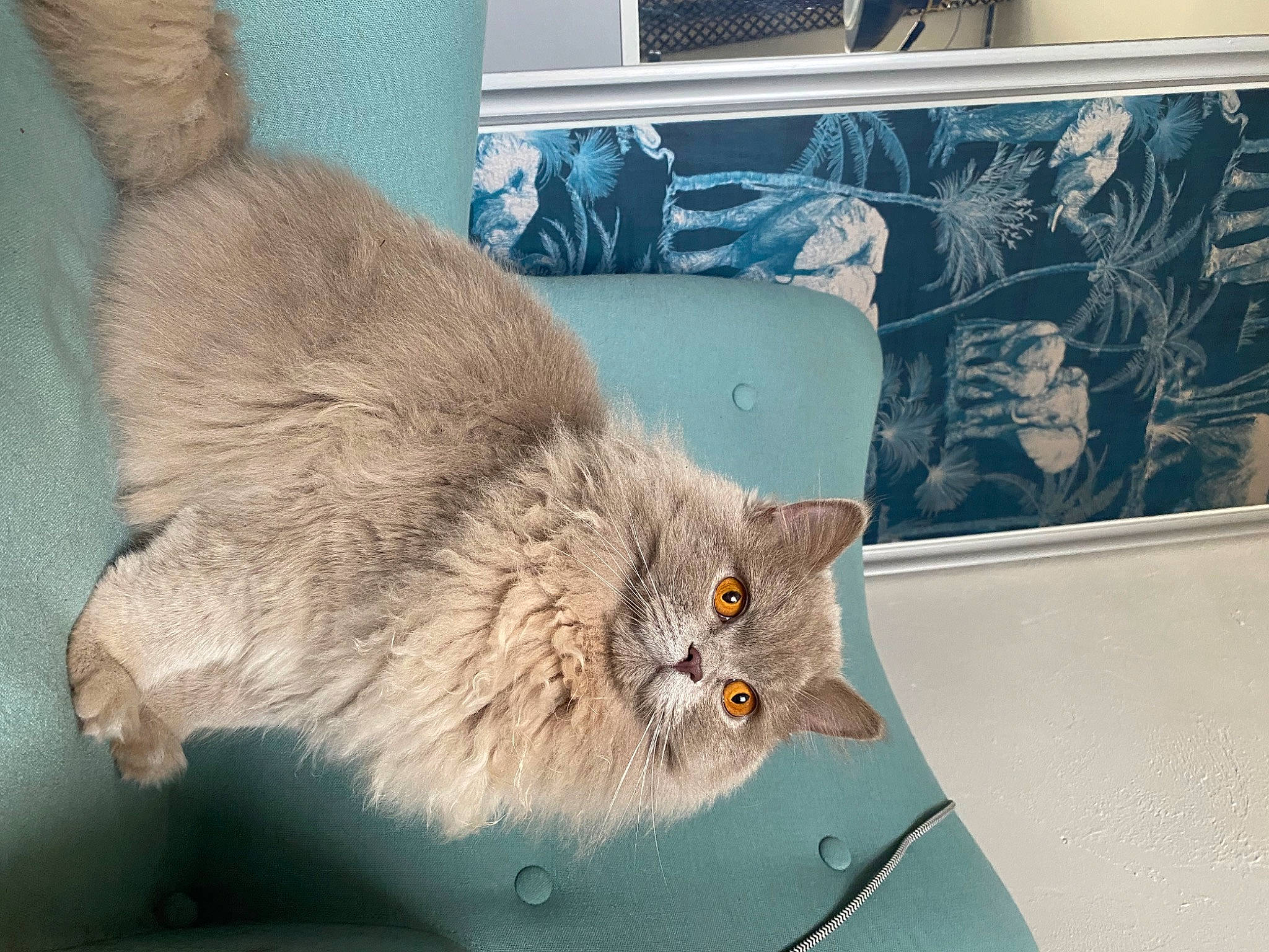 Socrate participe au concours pour gagner de l'argent avec cette photo : british_longhair, carnivore, cat, claw, domestic_short_haired_cat, eye, fawn, felidae, fur, houseplant, paw, small_to_medium_sized_cats, snout, tail, terrestrial_animal, whiskers, window