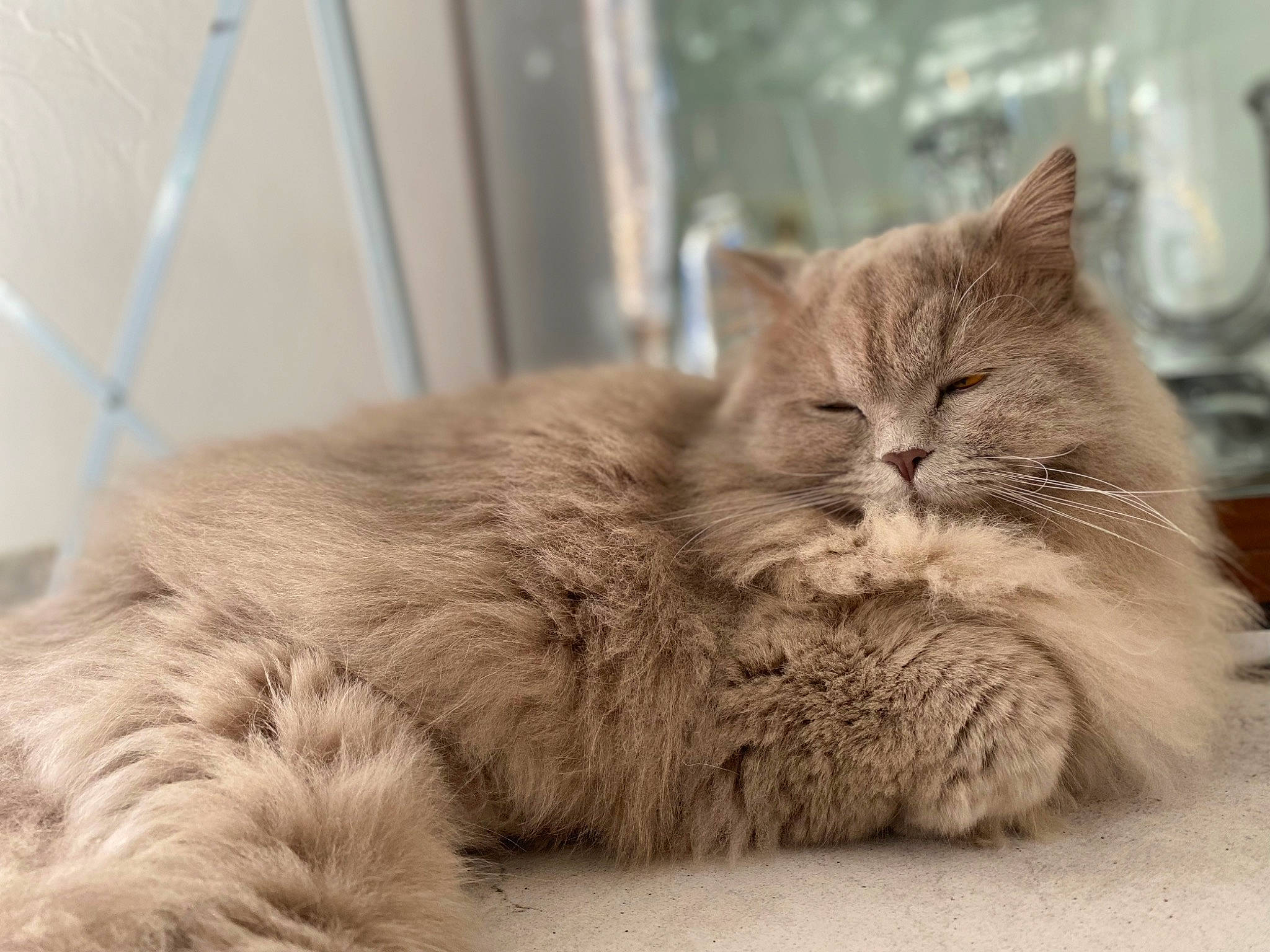 Socrate participe au concours pour gagner de l'argent avec cette photo : british_longhair, carnivore, cat, claw, comfort, domestic_short_haired_cat, fawn, felidae, flooring, fur, paw, sitting, small_to_medium_sized_cats, snout, tail, terrestrial_animal, whiskers