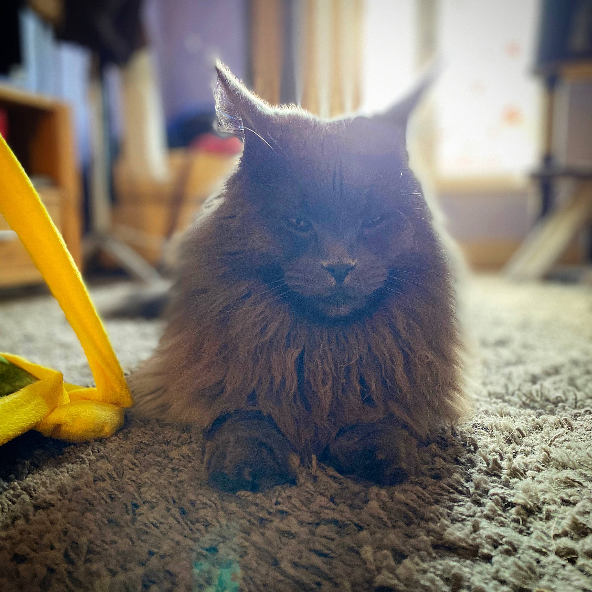 Persée participe au concours pour gagner de l'argent avec cette photo : automotive_tire, black_cat, british_longhair, carnivore, cat, domestic_short_haired_cat, electric_blue, felidae, flooring, fur, grey, paw, russian_blue, sitting, small_to_medium_sized_cats, snout, tail, whiskers, wood, yellow