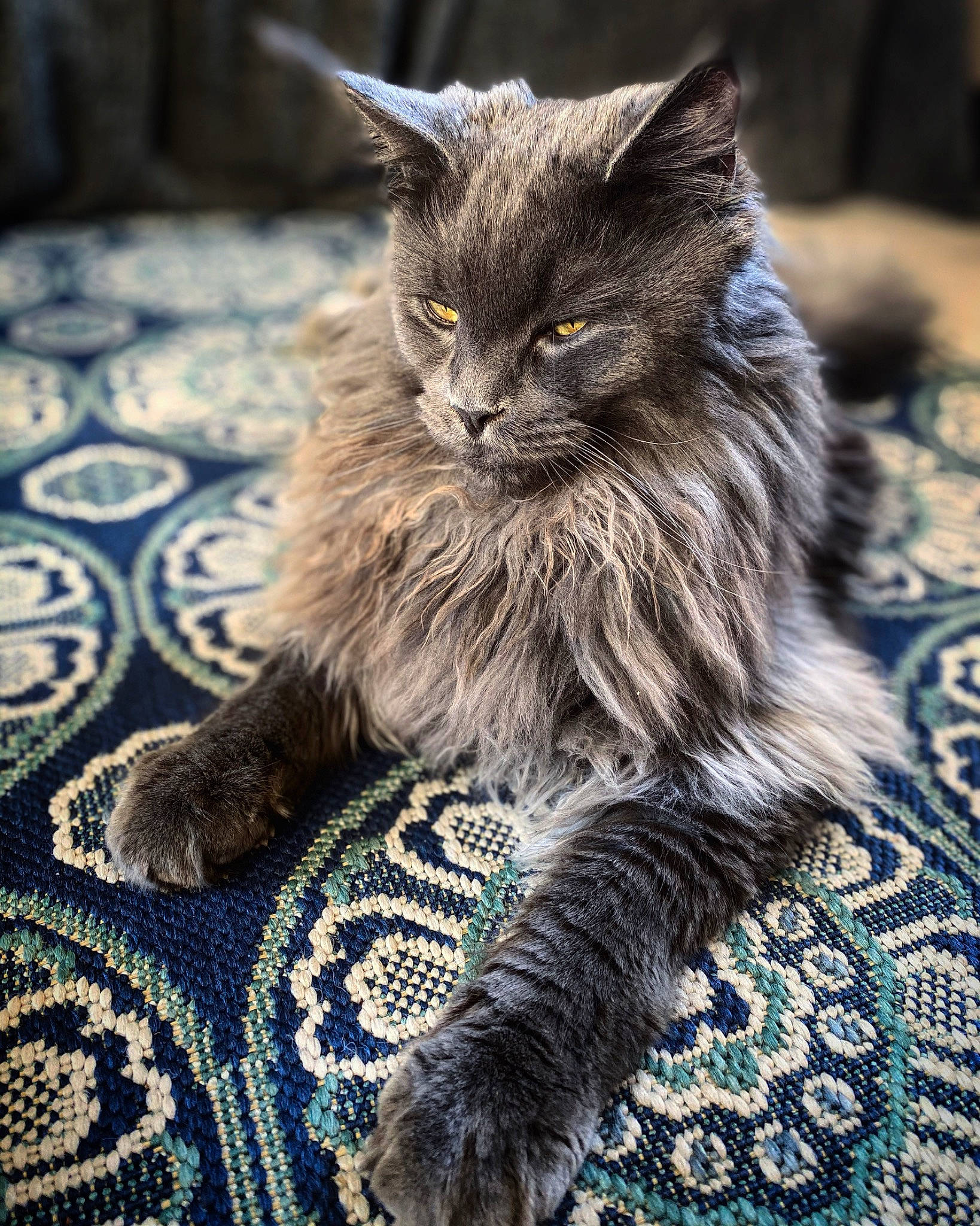 Persée a rejoint le concours — aidez-le/la à gagner de superbes lots ! british_longhair, carnivore, cat, claw, domestic_short_haired_cat, eye, felidae, flooring, fur, grey, maine_coon, paw, plant, sitting, small_to_medium_sized_cats, snout, tail, terrestrial_animal, whiskers, wildlife