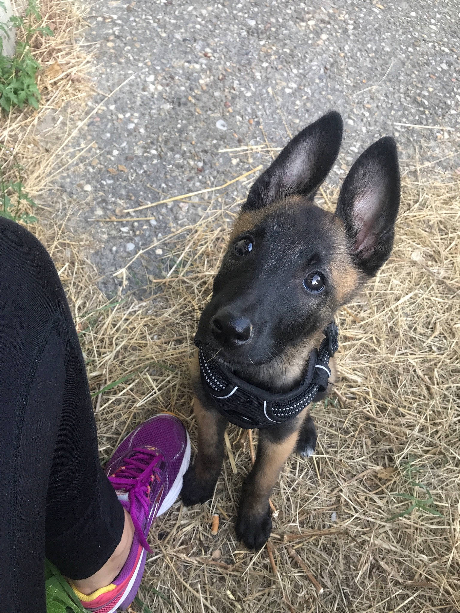 Paco a rejoint le concours — aidez-le/la à gagner de superbes lots ! australian_kelpie, canidae, carnivore, dog, dog_breed, ear, fawn, german_shepherd_dog, grass, mammal, puppy, snout, sporting_group, vertebrate