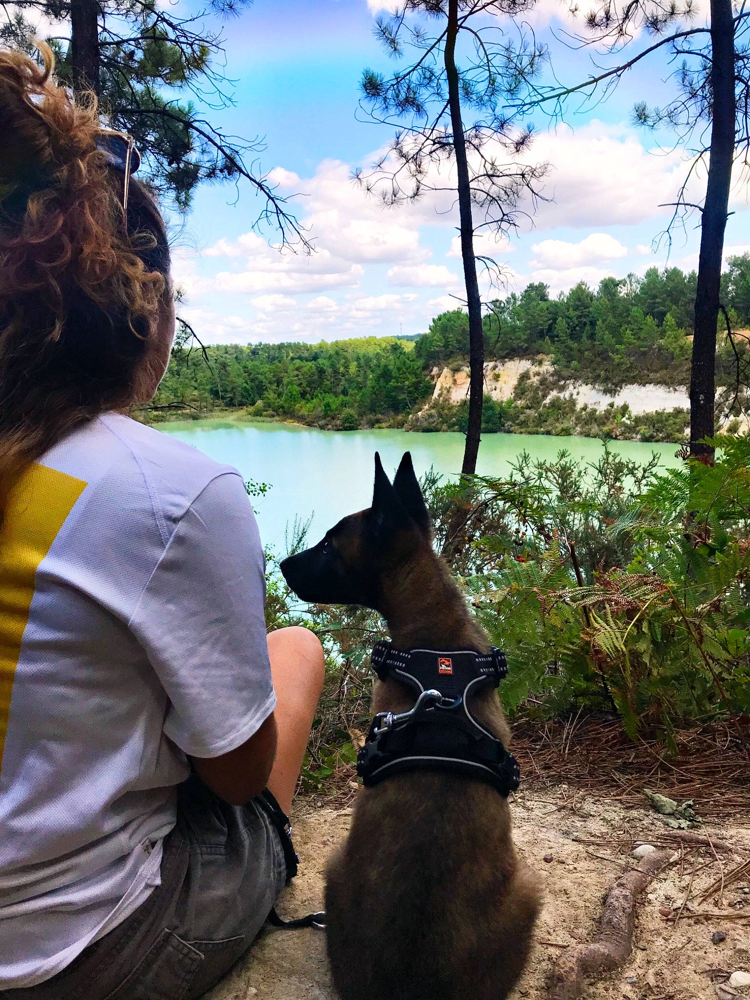 Paco a rejoint le concours — aidez-le/la à gagner de superbes lots ! canidae, carnivore, dog, dog_breed, dutch_shepherd_dog, fawn, guard_dog, tree, walking