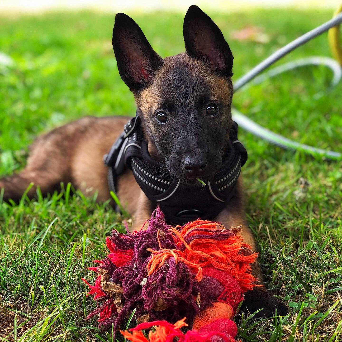 Paco participe au concours pour gagner de l'argent avec cette photo : canidae, carnivore, dog, dog_breed, dutch_shepherd_dog, ear, formosan_mountain_dog, grass, mammal, plant, puppy, rare_breed_dog, snout, vertebrate