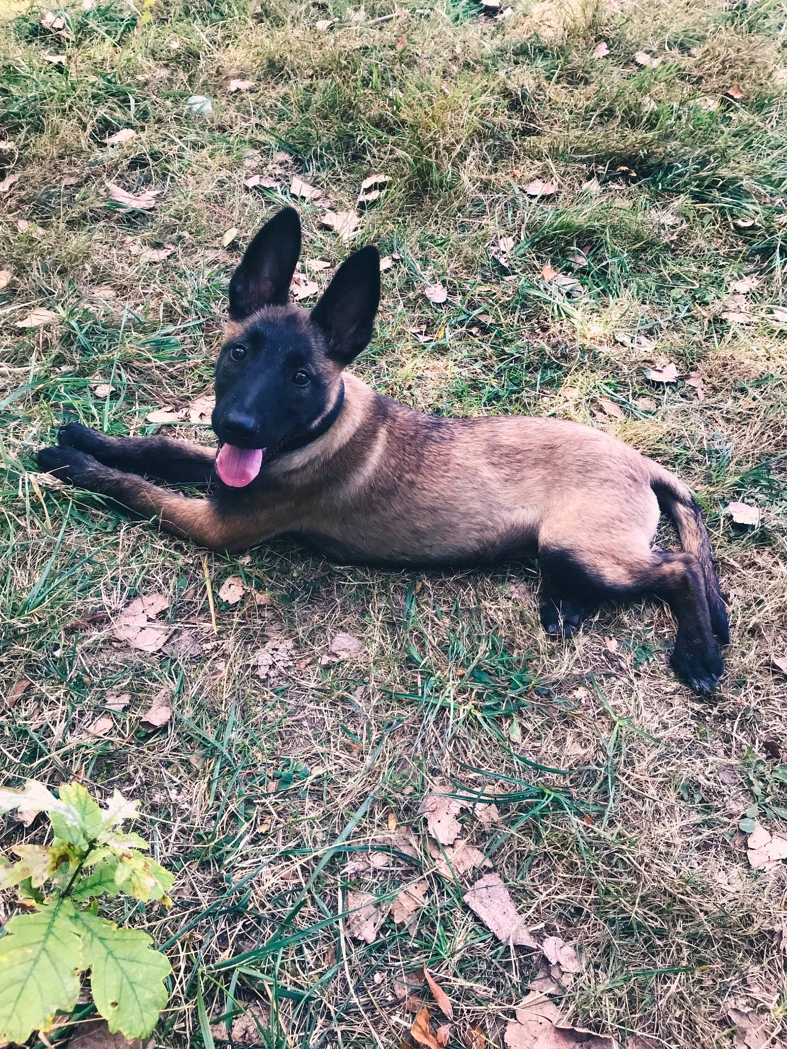 Paco a rejoint le concours — aidez-le/la à gagner de superbes lots ! belgian_shepherd_malinois, canidae, carnivore, dog, dog_breed, fawn, german_shepherd_dog, grass, mammal, vertebrate