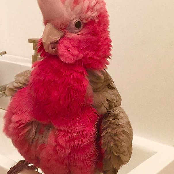 Coco