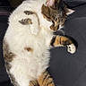Bowie joined the competition — help win amazing prizes! animal, book, carpet, cat, chair, clothing, cute, domestic_cat, fluffy, furniture, gaming_chair, home, indoor, paw, pet, relaxed, resting, sleeping, tabby_cat, white_fur