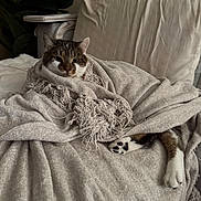 Bowie is registered to the contest to win money with this photo: animal, blanket, cat, comfort, couch, cozy, curious, fur, furniture, home, indoor, paw, pet, relaxed, resting, snug, soft_texture, tabby_cat, warm, wrapped