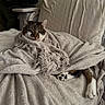 animal, blanket, cat, comfort, couch, cozy, curious, fur, furniture, home, indoor, paw, pet, relaxed, resting, snug, soft_texture, tabby_cat, warm, wrapped