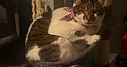 Bowie is registered to the contest to win money with this photo: animal, bandana, cat, cat_tree, cozy, cute, domestic, feline, fur, home, indoor, paw, pet, portrait, relaxed, resting, scratching_post, sleepy, soft_light, whiskers