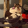 Bowie joined the competition — help win amazing prizes! animal, cat, cat_tree, closeup, collar, cute, domestic_cat, fur, furniture, hammock, household, indoor, pet, portrait, relaxed, resting, shoebox, shoes, tabby, white_fur