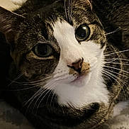 Angel joined the competition — help win amazing prizes! cat, tabby_cat, pet, feline, close_up, whiskers, bed, blanket, striped_fur, eyes, nose, ears, paw, indoor, portrait, looking_at_camera, cozy, resting, sleepy, cute