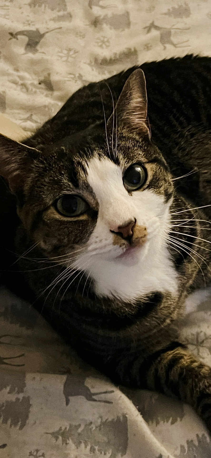 Angel joined the competition — help win amazing prizes! cat, tabby_cat, pet, feline, close_up, whiskers, bed, blanket, striped_fur, eyes, nose, ears, paw, indoor, portrait, looking_at_camera, cozy, resting, sleepy, cute