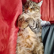 Pato a rejoint le concours — aidez-le/la à gagner de superbes lots ! animal, bed, blanket, cat, cute, ears, feline, fur, indoor, lying_down, mammal, paws, pet, relaxed, resting, sleepy, soft, striped, tabby_cat, whiskers