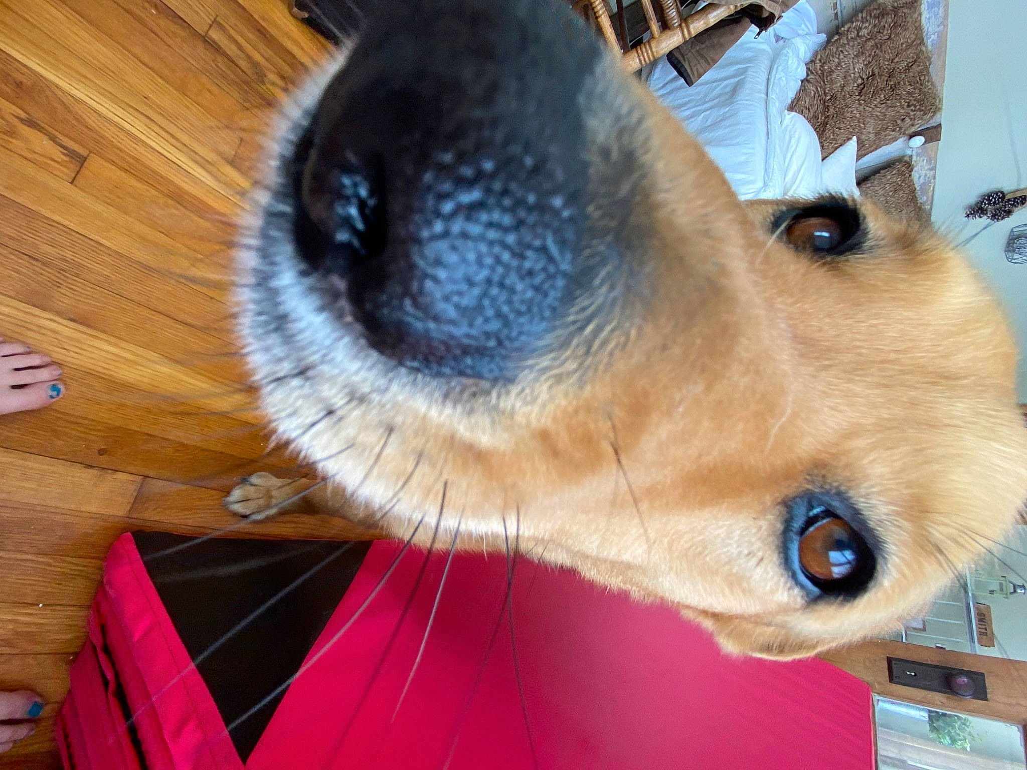 Elle is registered to the contest to win money with this photo: canidae, carnivore, collar, companion_dog, dog, dog_breed, ear, fawn, fur, hardwood, iris, liver, nose, pet_supply, snout, sporting_group, varnish, whiskers, wood, working_animal