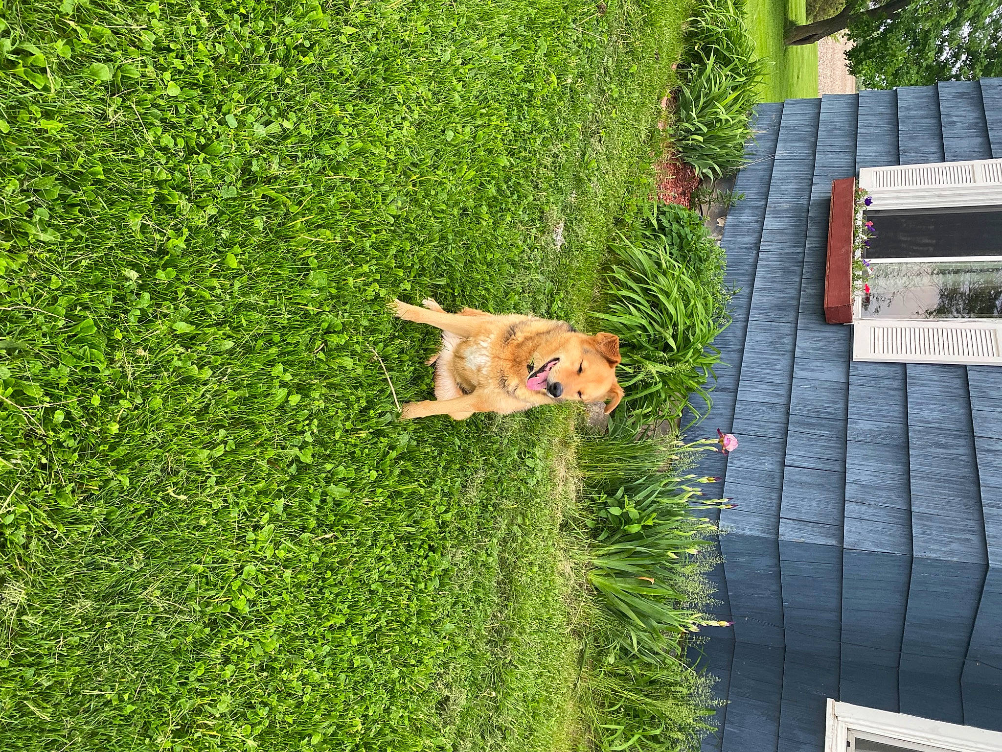 Elle is registered to the contest to win money with this photo: carnivore, companion_dog, dog, dog_breed, fawn, flooring, grass, grass_family, green, groundcover, hedge, landscaping, lawn, leisure, plant, shrub, tail, tree, walkway, wood