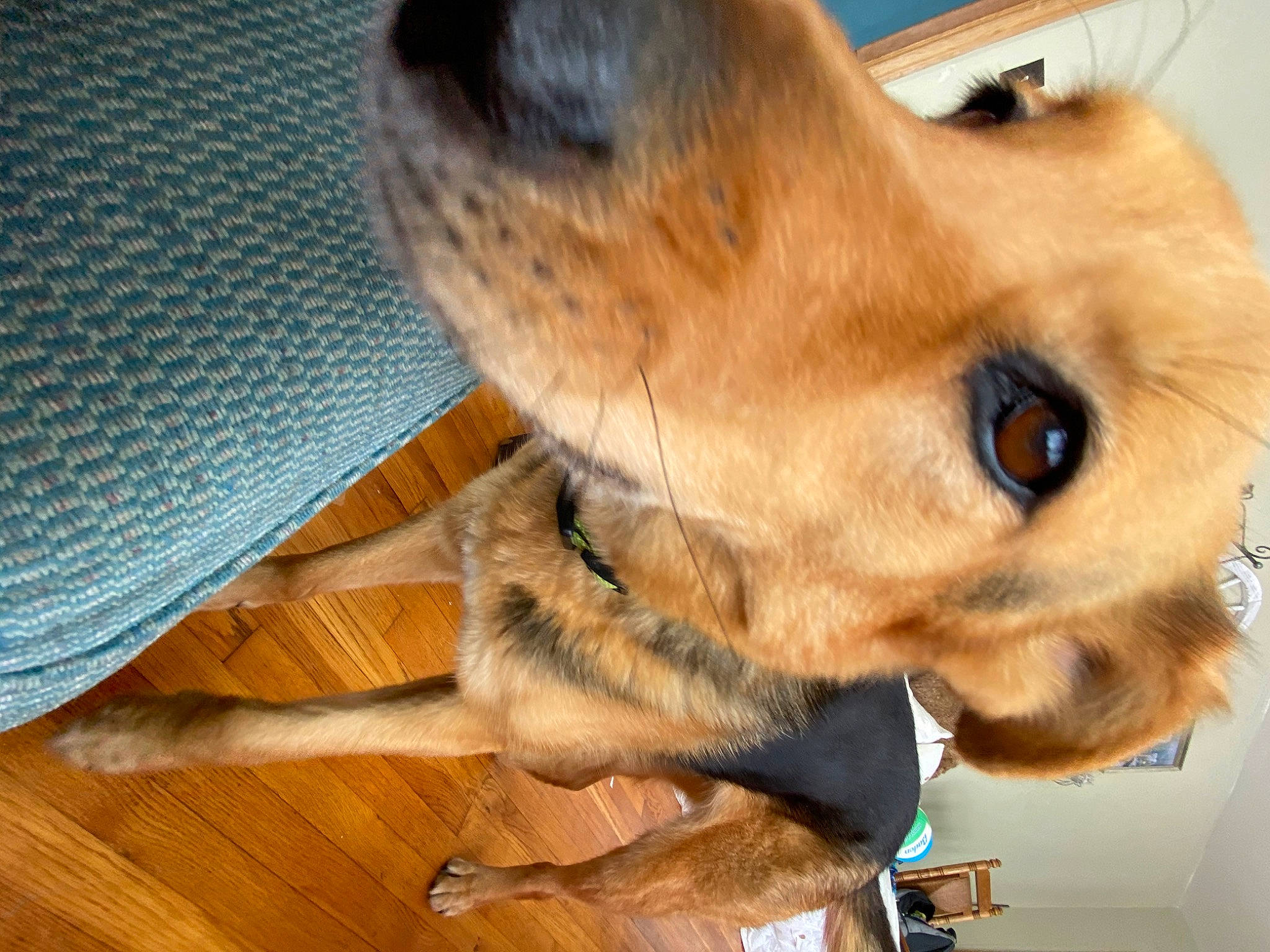 Elle joined the competition — help win amazing prizes! carnivore, collar, companion_dog, dog, dog_breed, dog_collar, ear, fawn, flooring, fur, hardwood, liver, paw, plank, snout, varnish, whiskers, wood, wood_stain, working_animal