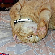 Jack Jack joined the competition — help win amazing prizes! cat, orange_tabby, tabby, pet, sleeping, paw, paw_pads, collar, reflective_collar, bed, blanket, fur, whiskers, pink_nose, close_up, indoor, relaxed, cute, face, muzzle