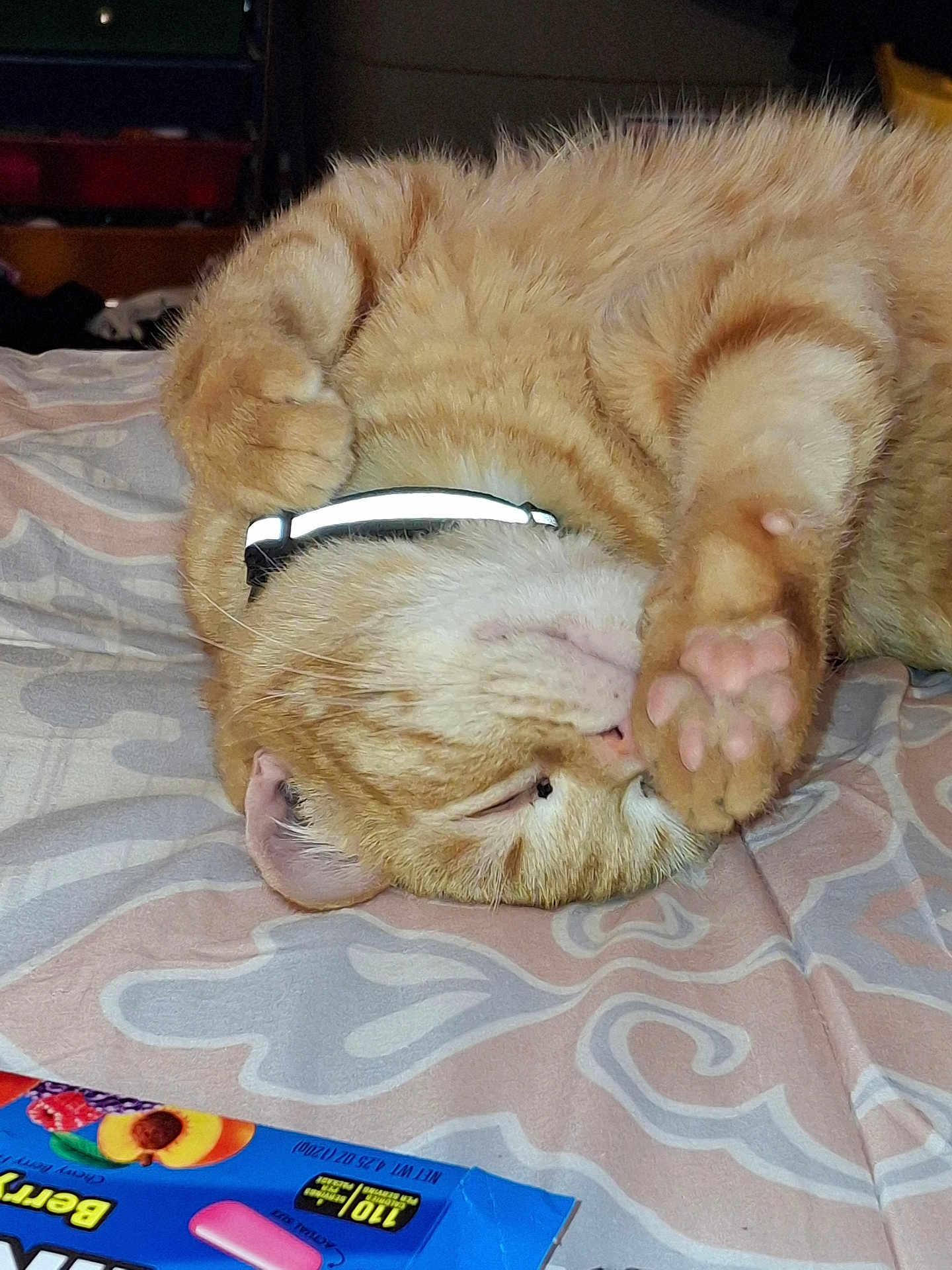 Jack Jack joined the competition — help win amazing prizes! cat, orange_tabby, tabby, pet, sleeping, paw, paw_pads, collar, reflective_collar, bed, blanket, fur, whiskers, pink_nose, close_up, indoor, relaxed, cute, face, muzzle