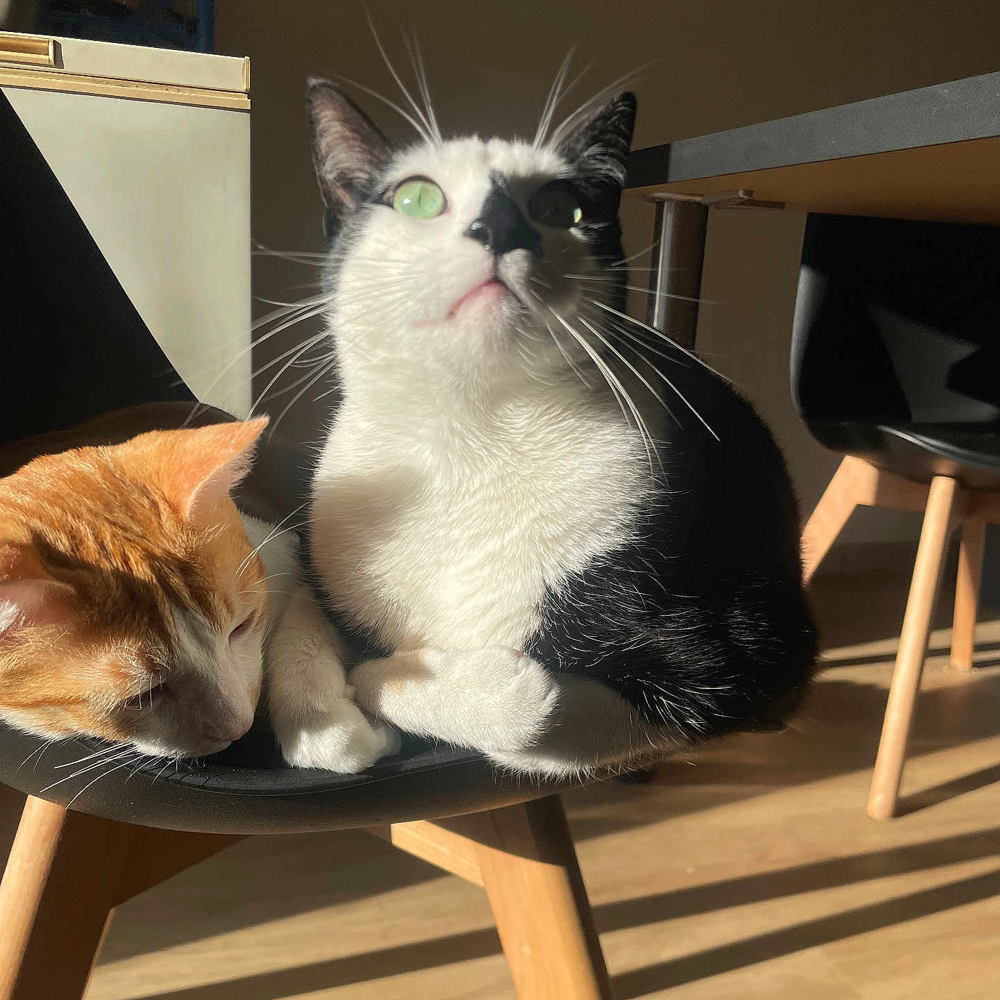 Stitch participe au concours pour gagner de l'argent avec cette photo : black_and_white_cat, cat, chair, close_up, companionship, curious, domestic_animal, feline, floor, fur, ginger_cat, indoor, pet, relaxing, resting, shadow, sleeping, sunlight, whiskers, wooden_legs