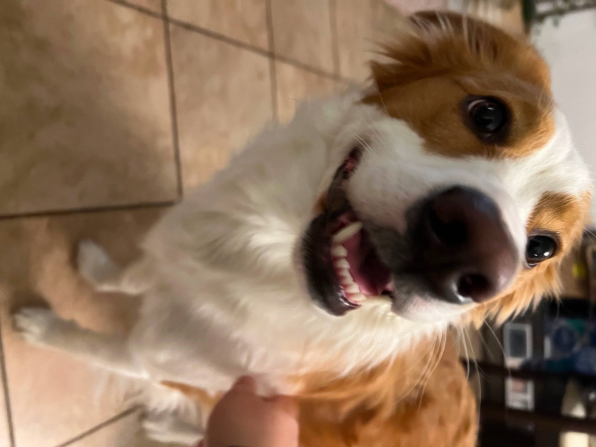 Zoey joined the competition — help win amazing prizes! carnivore, collar, companion_dog, dog, dog_breed, dog_supply, eyewear, fang, fawn, flooring, fur, happy, liver, pet_supply, shout, snout, terrestrial_animal, toy_dog, whiskers, working_animal