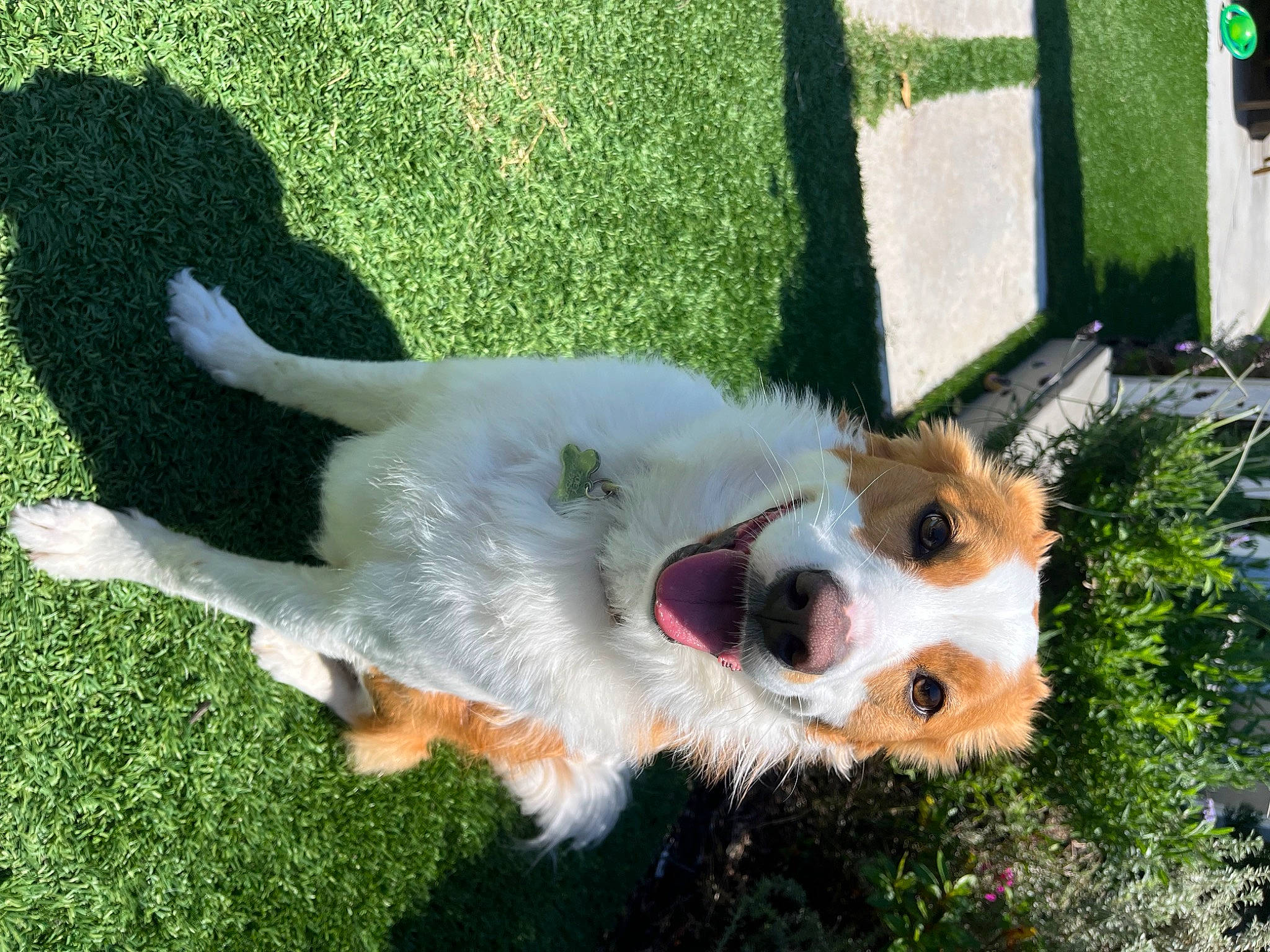 Zoey joined the competition — help win amazing prizes! canidae, carnivore, collar, companion_dog, dog, dog_breed, dog_collar, dog_supply, fawn, fur, grass, herding_dog, plant, shadow, snout, sporting_group, tail, whiskers, working_animal, working_dog