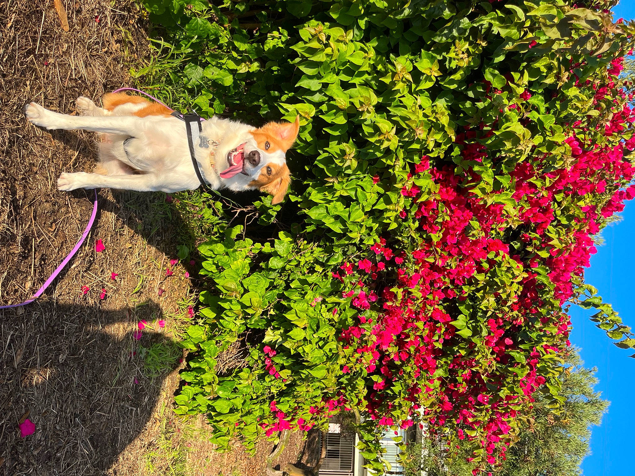 Zoey joined the competition — help win amazing prizes! annual_plant, carnivore, companion_dog, dog, dog_breed, fawn, flower, flowering_plant, grass, groundcover, landscape, leaf, leash, leisure, people_in_nature, petal, plant, shrub, tree, working_animal