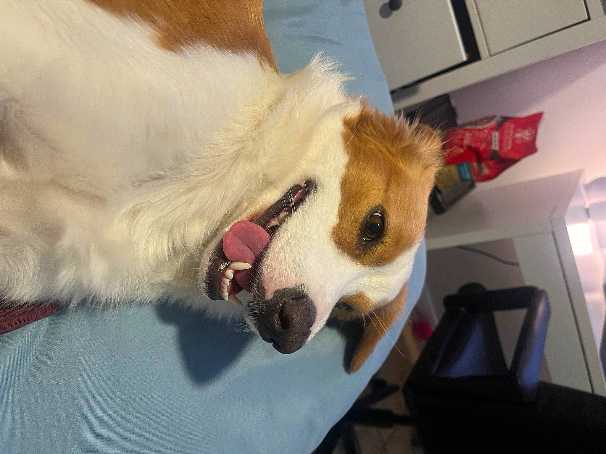 Zoey joined the competition — help win amazing prizes! canidae, carnivore, chair, collar, companion_dog, dog, dog_breed, dog_supply, ear, fang, fawn, fur, plush, room, snout, spitz, sporting_group, volpino_italiano, whiskers, working_animal