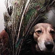 Maggie Mae joined the competition — help win amazing prizes! animal, animal_portrait, background_wall, brown_fur, closeup, curious, decor, dog, expression, face, feathers, indoor, light_shadow, looking, natural, peacock_feathers, pet, snout, texture, whiskers