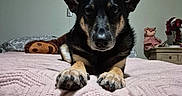 Molly Mae joined the competition — help win amazing prizes! dog, bed, blanket, indoor, pet, animal, fur, ears, paws, toy, plush, furniture, table, flower, doll, portrait, looking_at_camera, cozy, resting, homedecor
