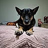 dog, bed, blanket, indoor, pet, animal, fur, ears, paws, toy, plush, furniture, table, flower, doll, portrait, looking_at_camera, cozy, resting, homedecor
