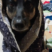 Molly Mae joined the competition — help win amazing prizes! dog, pet, animal, black_and_tan, wrapped, cloth, shawl, quilt, bed, indoor, cute, portrait, sitting, fur, ears, paws, calm, looking_at_camera, cozy, domestic