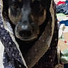 dog, pet, animal, black_and_tan, wrapped, cloth, shawl, quilt, bed, indoor, cute, portrait, sitting, fur, ears, paws, calm, looking_at_camera, cozy, domestic