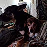 Molly Mae joined the competition — help win amazing prizes! dog, pet, indoor, bed, blanket, quilt, lamp, furniture, animal, resting, two_dogs, brown, black, cozy, home, companion, relaxed, couch, decor, quiet