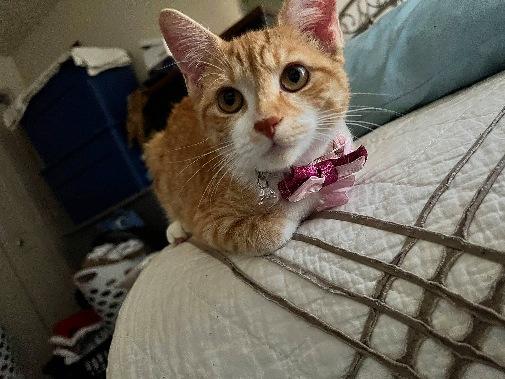 Nylah is registered to the contest to win money with this photo: bed, carnivore, cat, claw, collar, comfort, domestic_short_haired_cat, eye, fawn, felidae, fur, linens, paw, pet_supply, sitting, small_to_medium_sized_cats, snout, tail, whiskers, wood