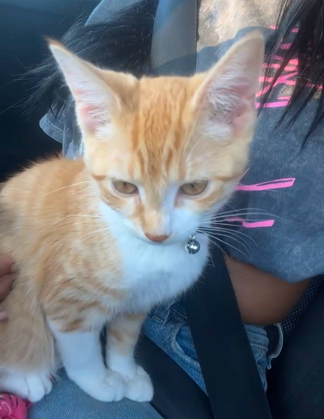 Nylah is registered to the contest to win money with this photo: carnivore, cat, claw, domestic_short_haired_cat, fawn, felidae, fur, paw, sitting, small_to_medium_sized_cats, snout, tail, terrestrial_animal, whiskers